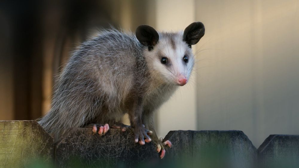 Anthropozoonosen: Menschen stecken Tiere mit Covid an