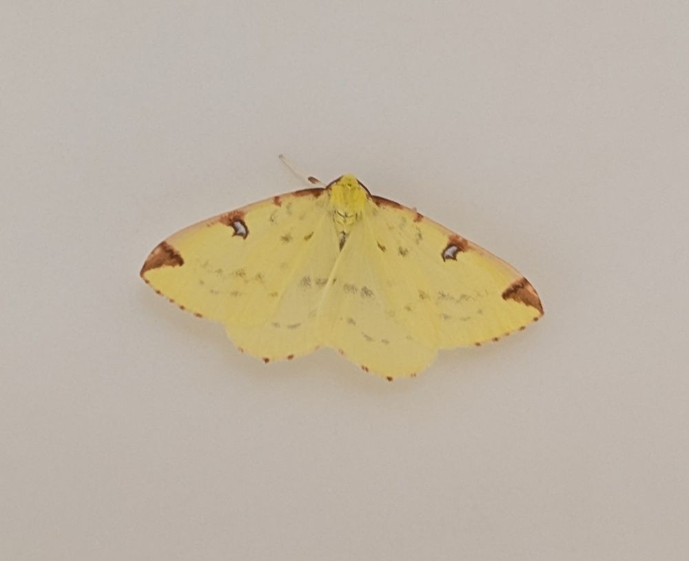 Lemon yellow moth