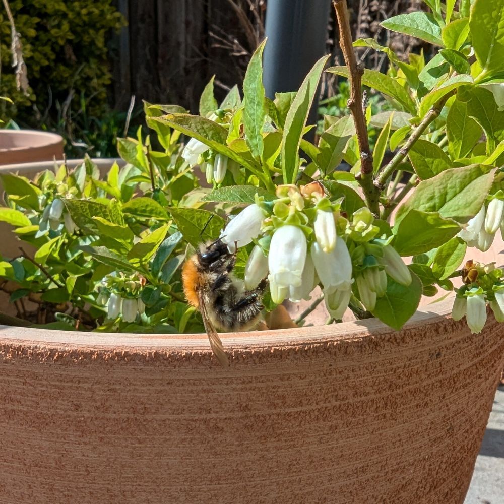 Hummel holt sich Nektar an Blüte