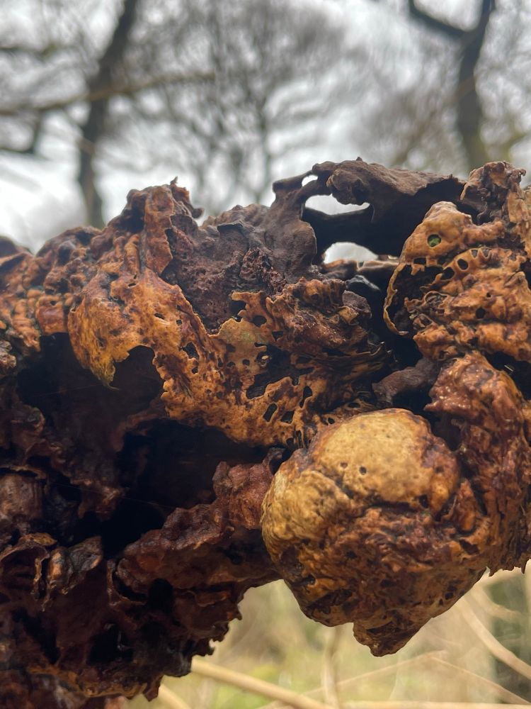 A close-up shot of a gnarled and twisted bough of ash, which has been worn smooth by the elements. This peculiar growth form is largely due to a pathogen infecting the tree. 