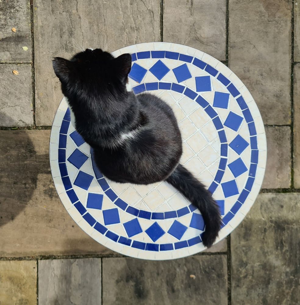 Overhead photo of Brian, who is a black and white cat but mostly black from above. He is sat on a small circular blue and white mosaic garden table.