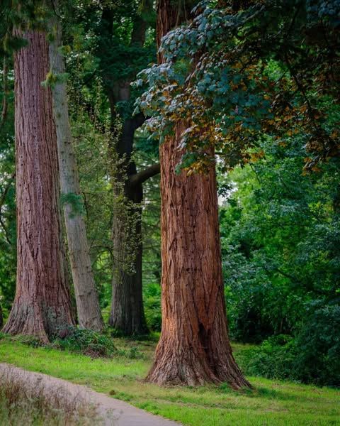Photo of trees on a pathway - to encourage the thought of going for a wee walk outdoors