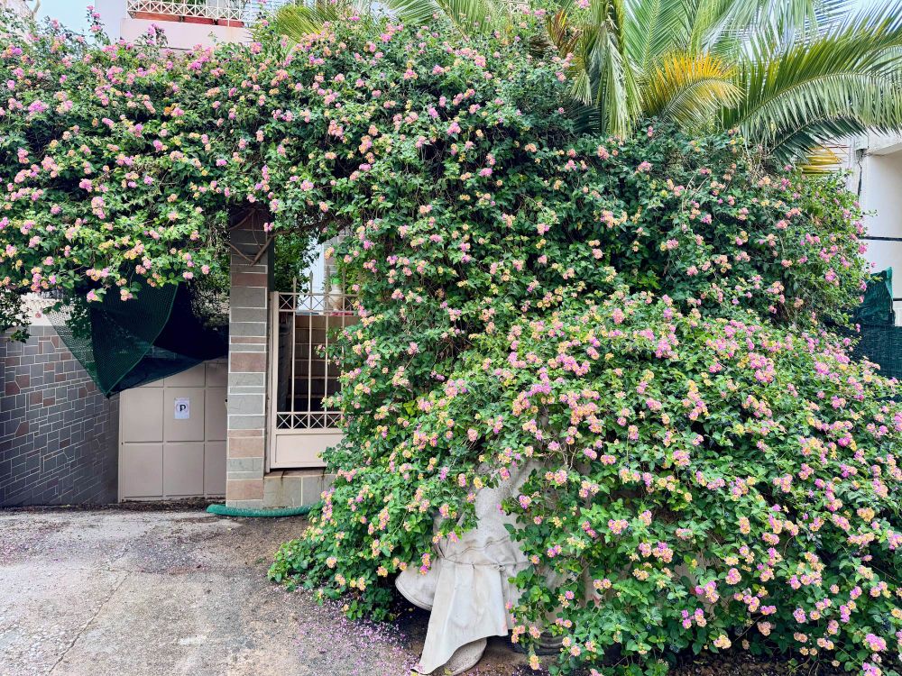 A huge neighbourhood bush
