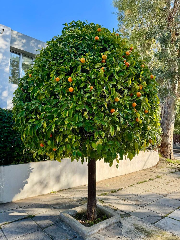 A lovely shaped orange tree with blue skies 