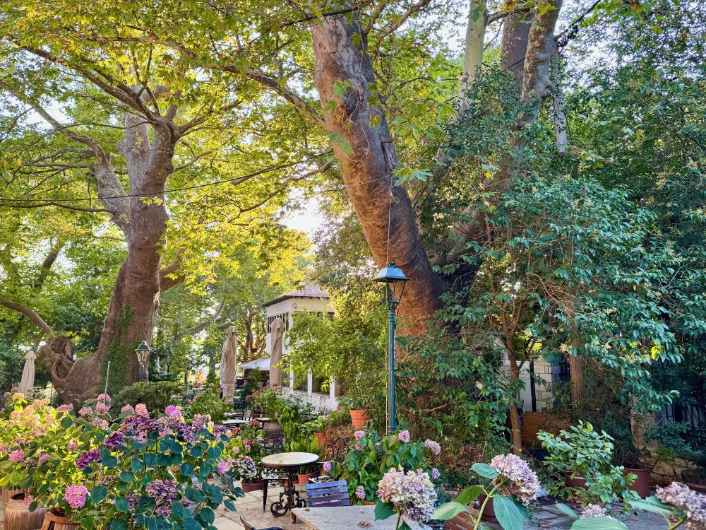 Village square covered in plants and trees
