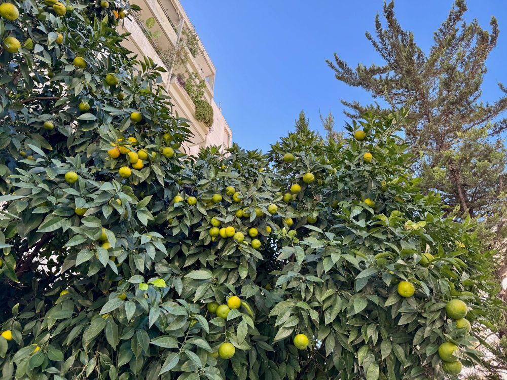 an orange tree full of greeny-yellow oranges