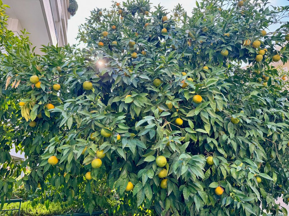 slightly orangier-oranges on a tree than the last post