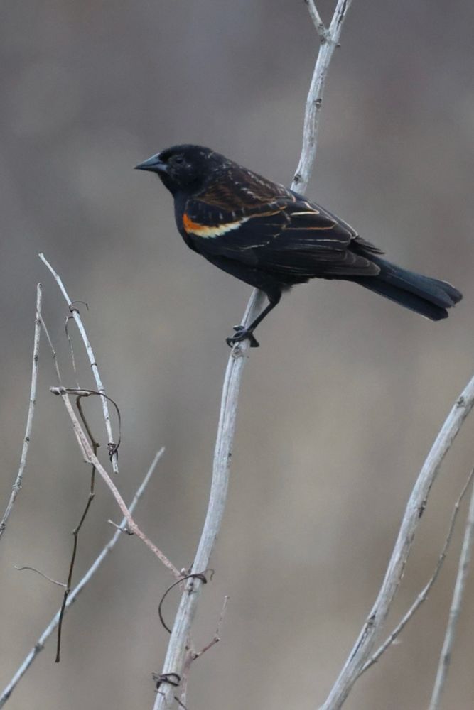 A black bird with a red shoulder-cap sits perched on a mostly vertical branch. He’s in the awkward teenager stage between adult and juvenile plumage, which makes his feathers look like they have gold edging ❤️