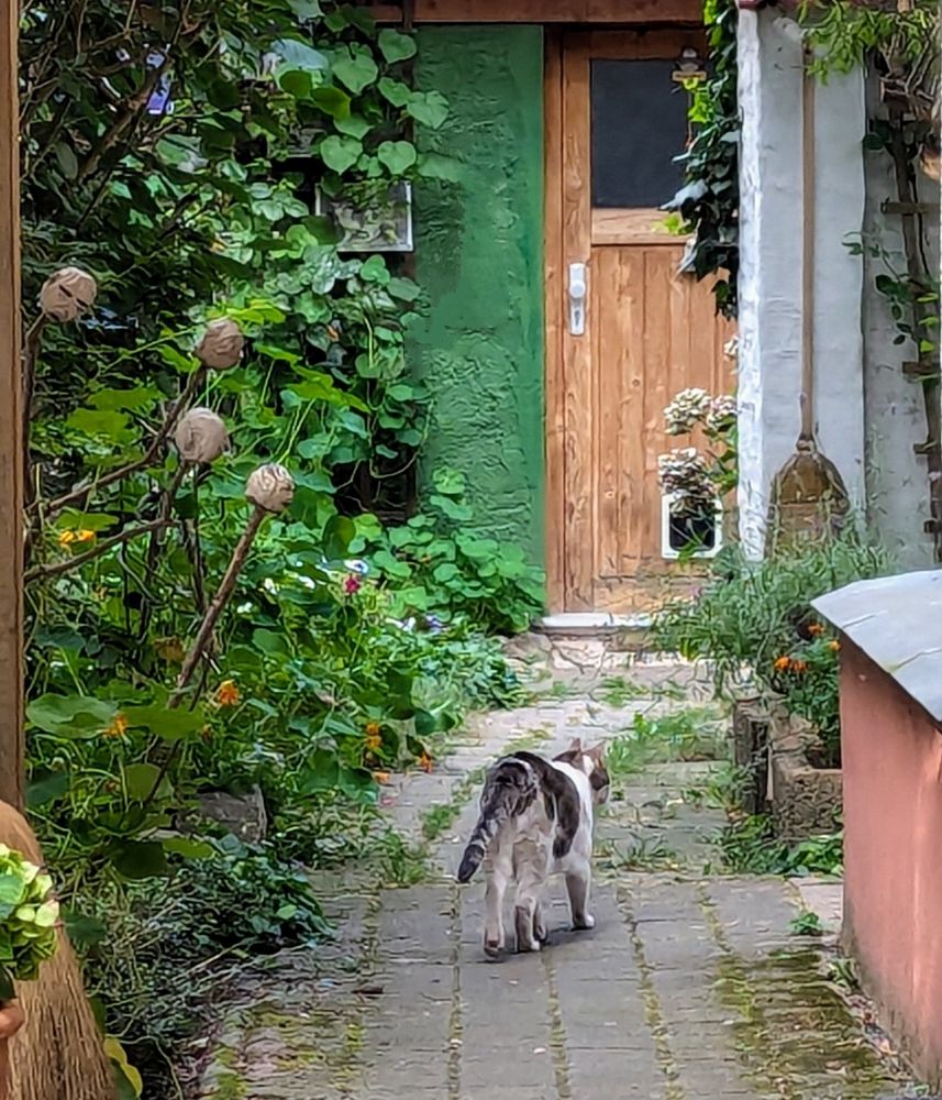 Grau-weiße Katze läuft auf einem schmalen gepflasterten Weg zu einer Holztür mit Katzenklappe. Rechts verschiedene Wände und ein Strohbesen, links Sträucher