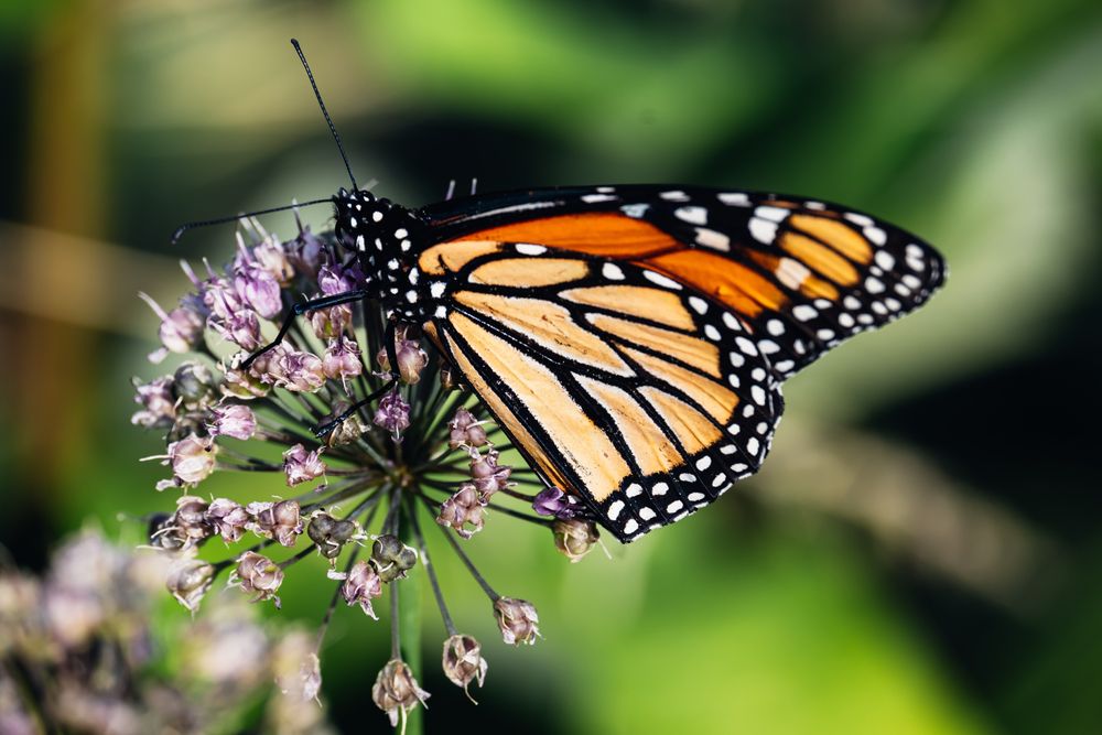 Photo of a Monarch butterfly perched on a flower.
