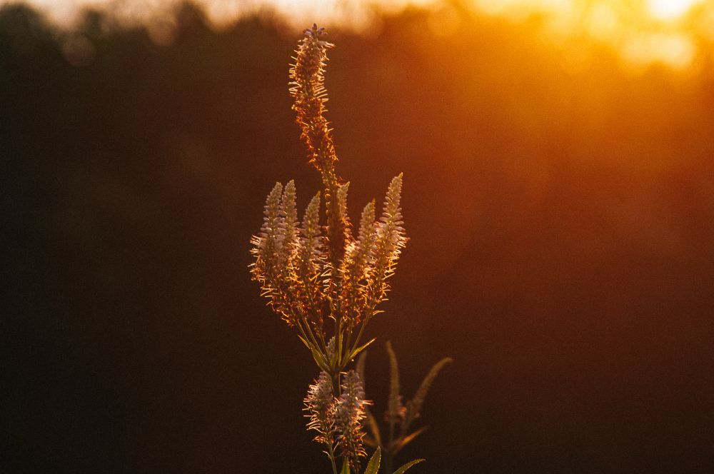 Photo of a sage plant in the sunlight.