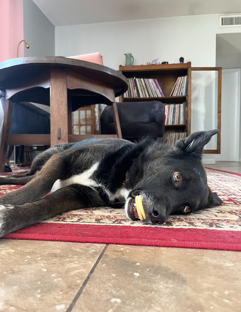 A black-and-white border collie, comfortably collapsed on his side, gazing wide-eyed through all human existence, with a vanilla dog biscuit just hanging out in his mouth, no biggie