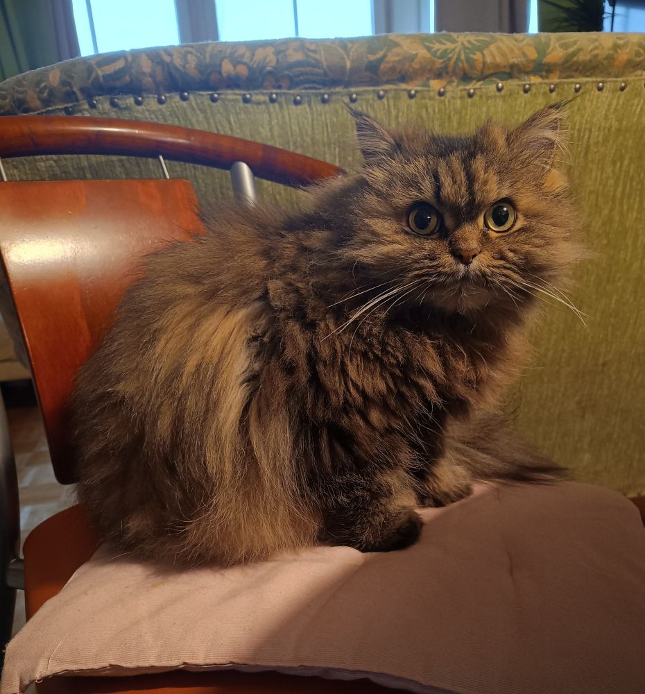 Langhaarkatze black tabby, schaut mit großen grünen Augen in die Kamera, im Hintergrund hellgrün bezogener Sofarücken