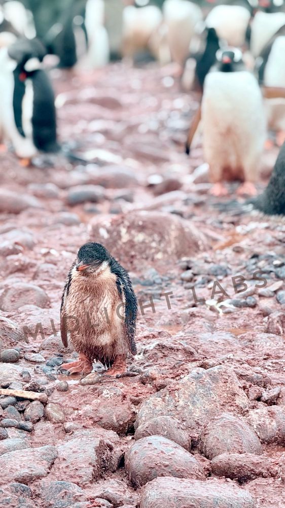 A young Gentoo penguin stands alone in a muddy field of rocks covered in mud and pinkish red guano. His eyes are closed, his shoulders hunched, and he just looks TIRED. 