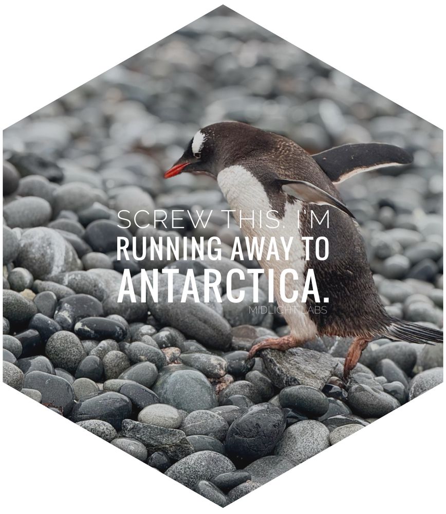 A hexagonal frame around a gentoo penguin waddling on a rocky beach that says “Screw this. I’m running away to Antarctica.” Photo by Midlight Labs. 