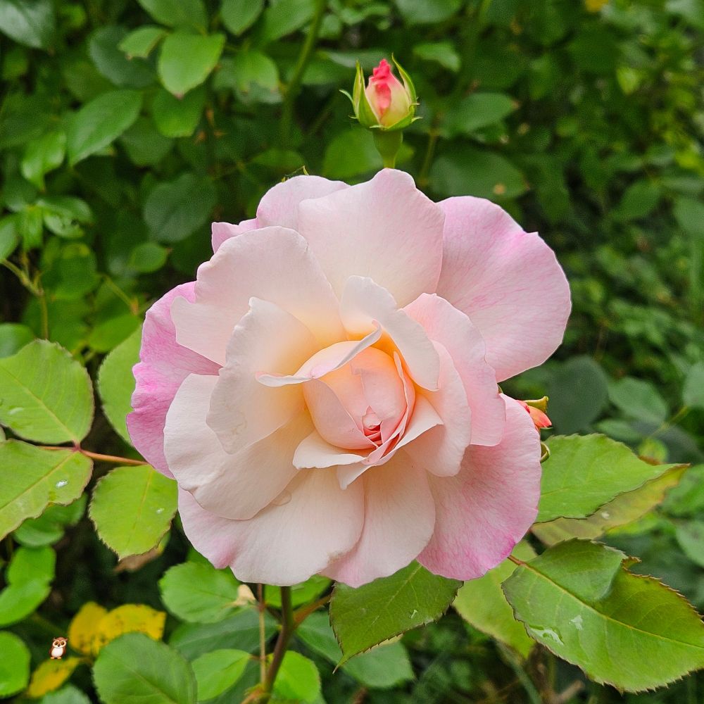 Voll aufgeblühte Rose in vielen Rosa-Tönen vor hellgrünem Laub. Dahinter eine sich öffnende Knospe.