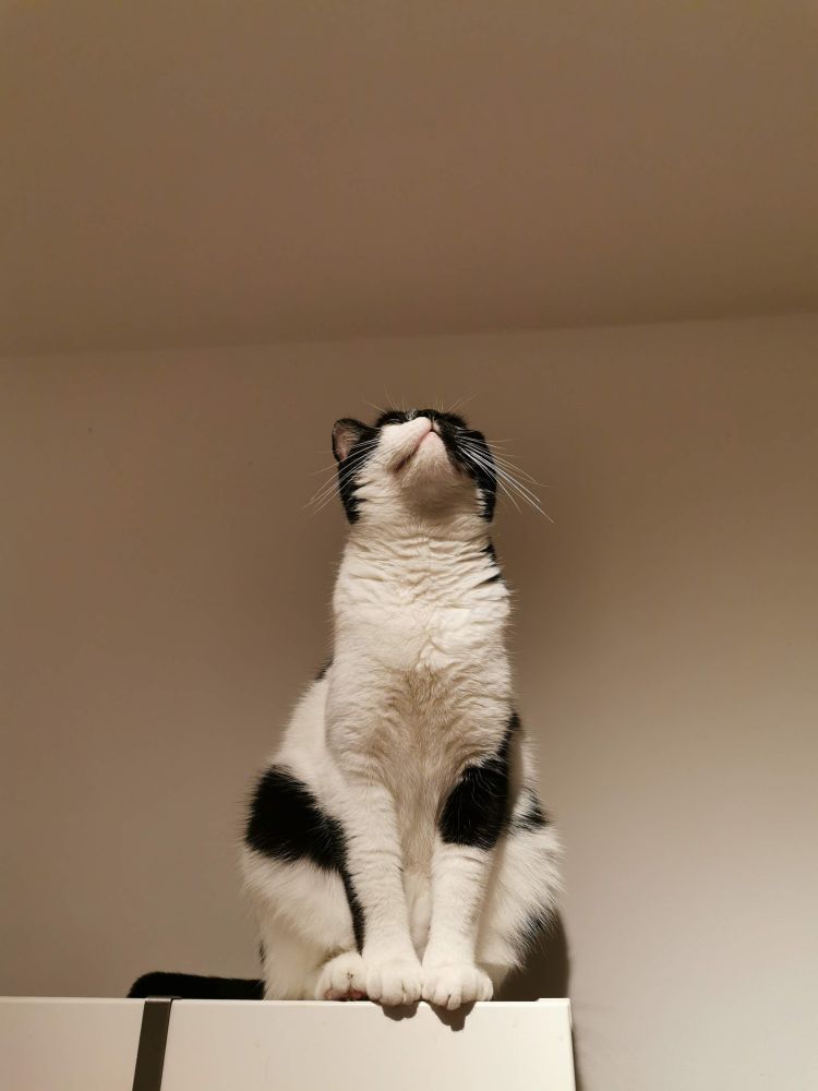 Eine schwarz-weiße Katze schaut nach oben 