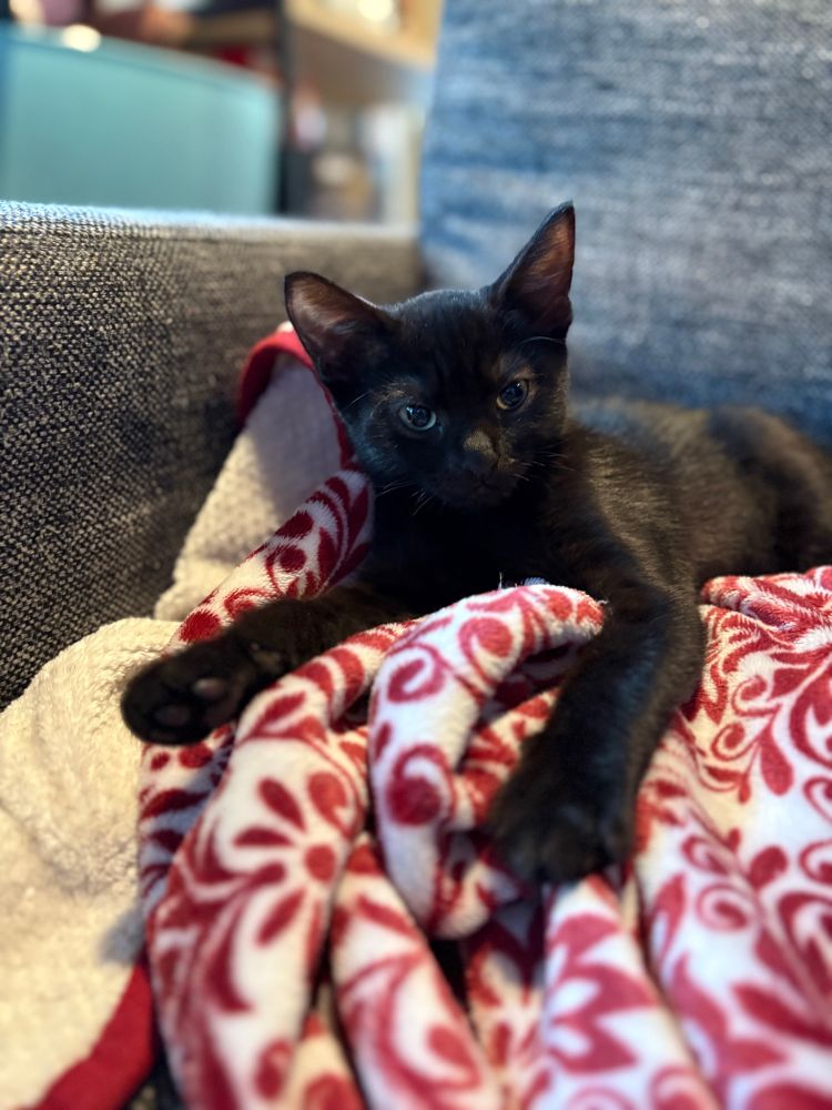 Black kitten laying on a red and white blanket