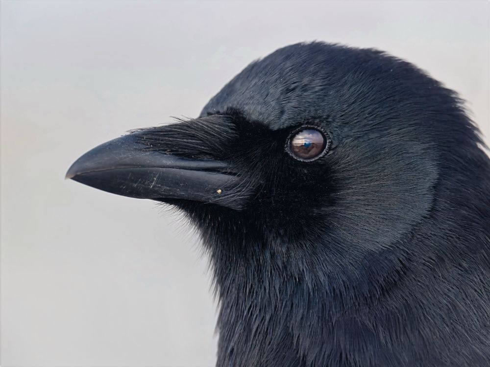 Portrait of crow head. Eyes edited to show detail 