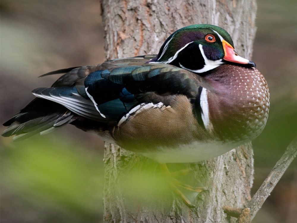 Wood duck perched in Tree 