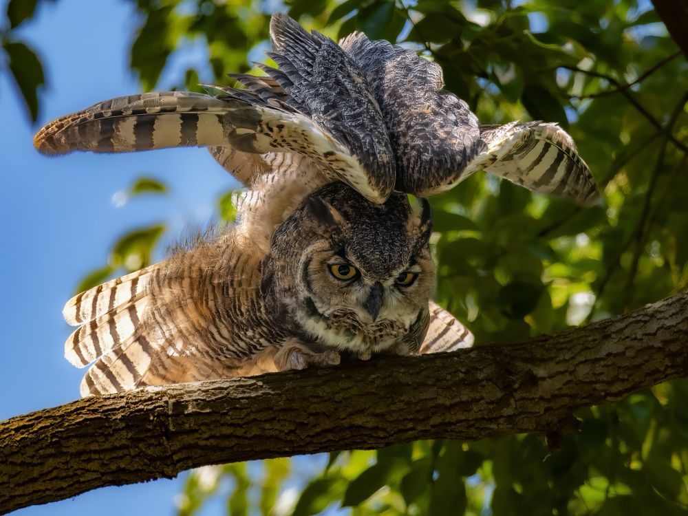 Juvenile great horned owl stretching on a branch with wings up 