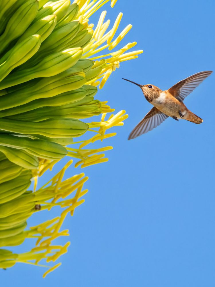 A Allen’s hummingbird flying towards an agave bloom pad