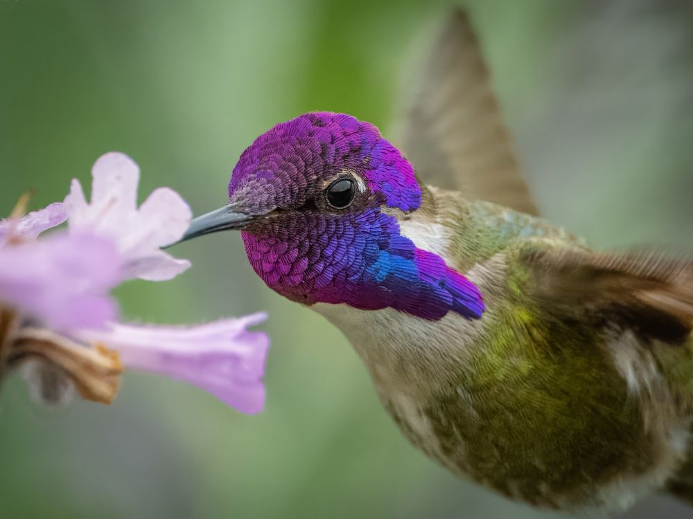 Portrait of a Costa’s hummingbird purple gorget 