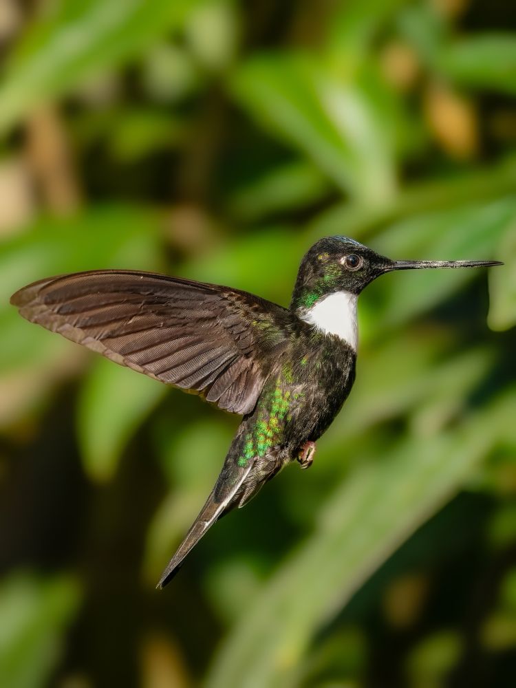 Collared Inca a green hummingbird with a white throat and pink legs in flight 