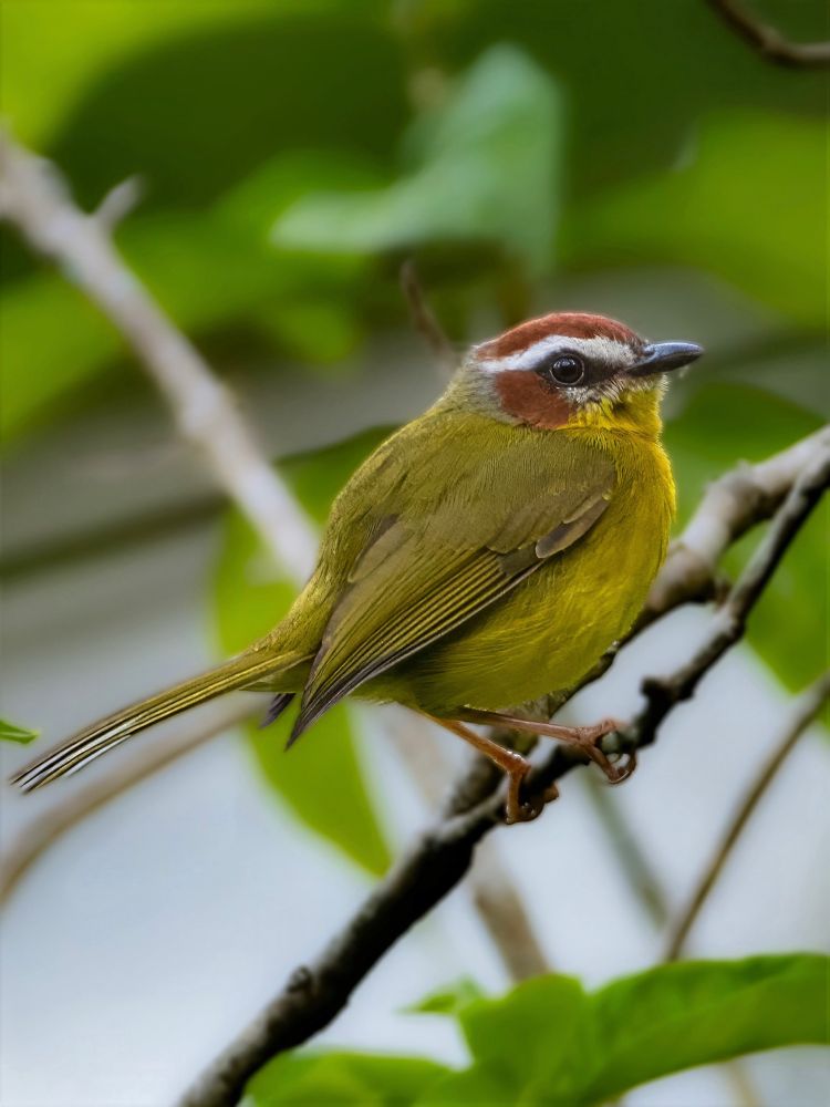 Portrait of rufous capped warbler perched in a busy tree 