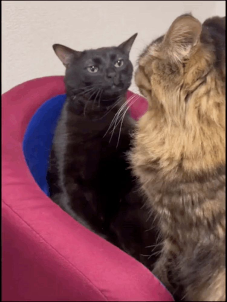 two cats are looking at each other on a pink and blue cushion