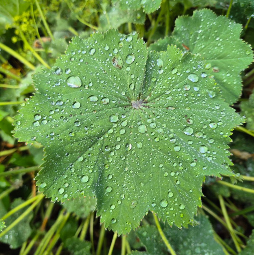 Water droplets on leaf