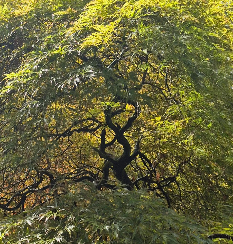 Acer with twisted trunk and branches