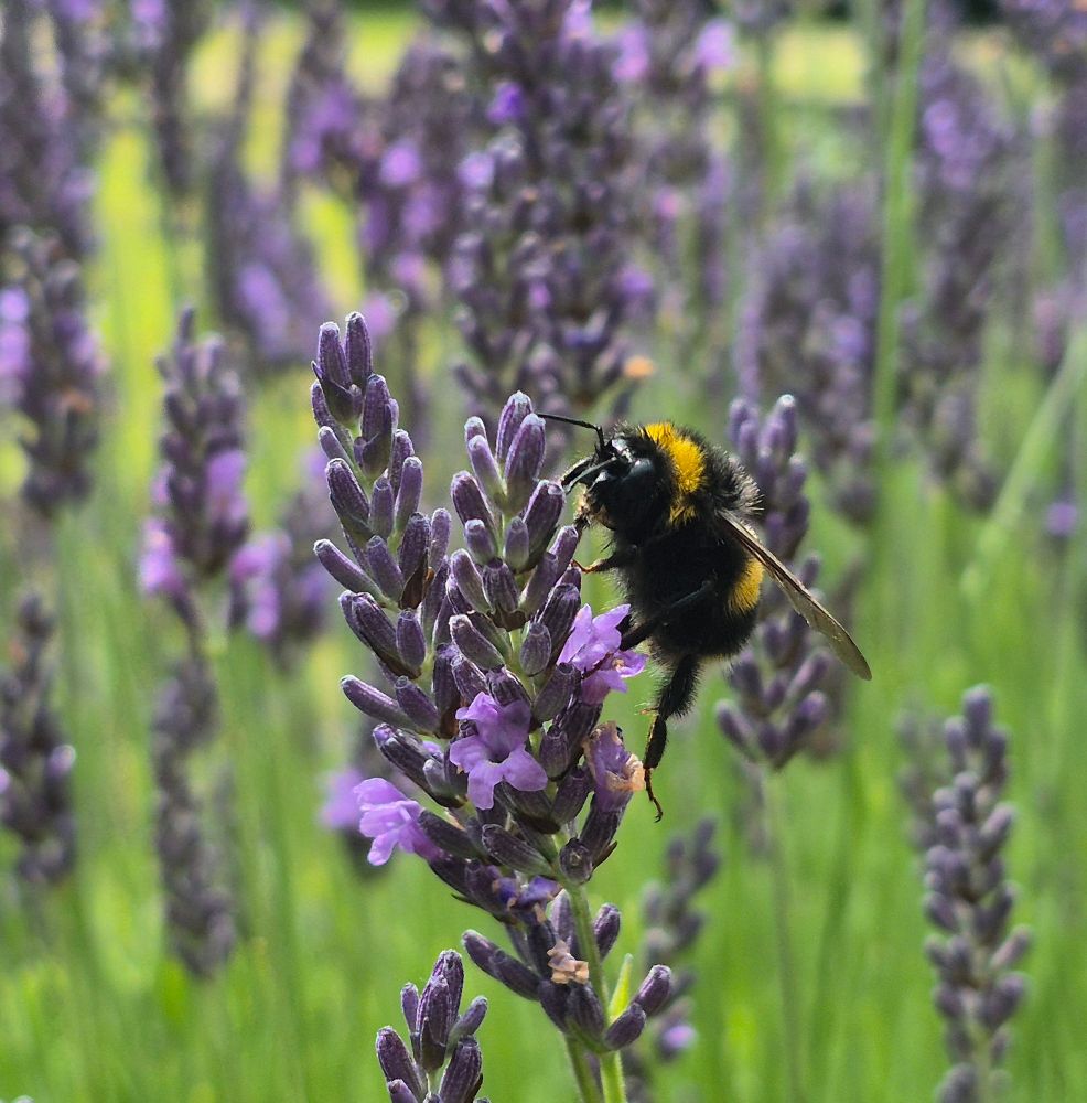 Bee on lavender