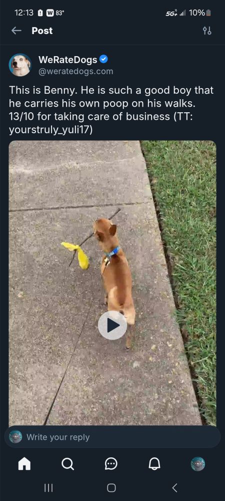 A photo of a poor little dog made to carry a bag of his own shit on his walk. 