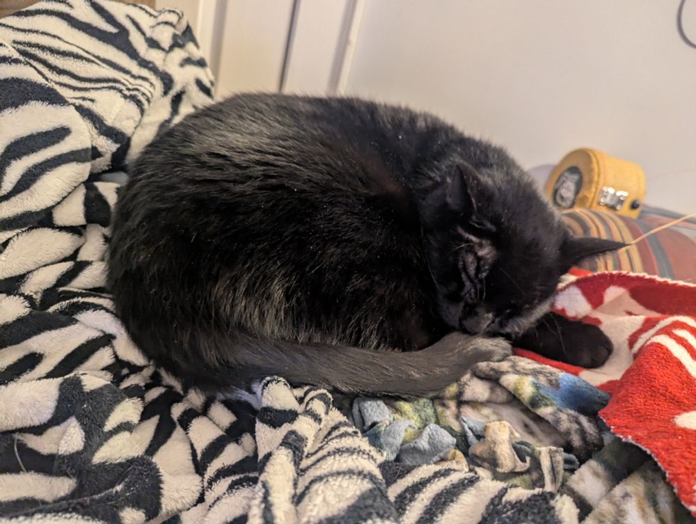 a black cat curled up on a zebra print blanket