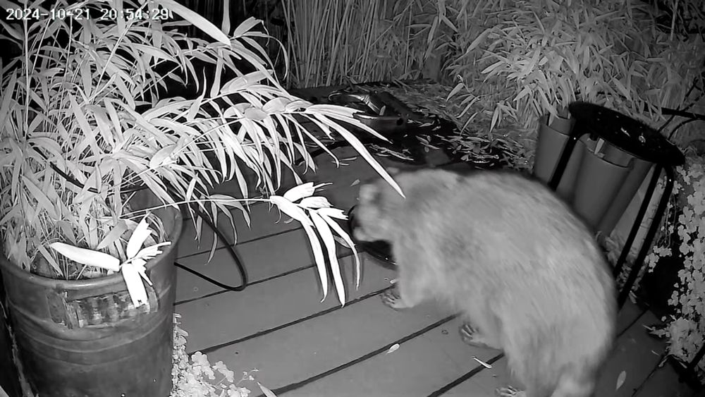 Image: night vision critter cam photo of racoon visiting my deck. 