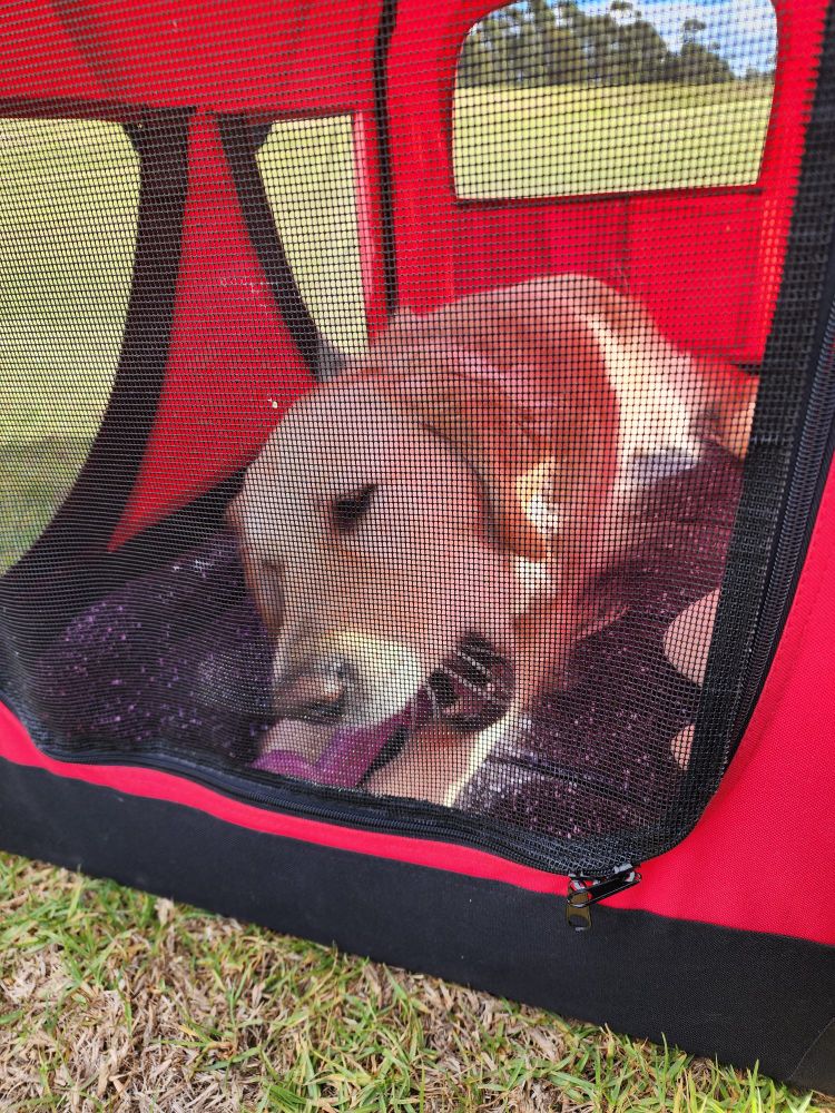 A Golden Retriever lying inside a red dog crate chewing a toy. 