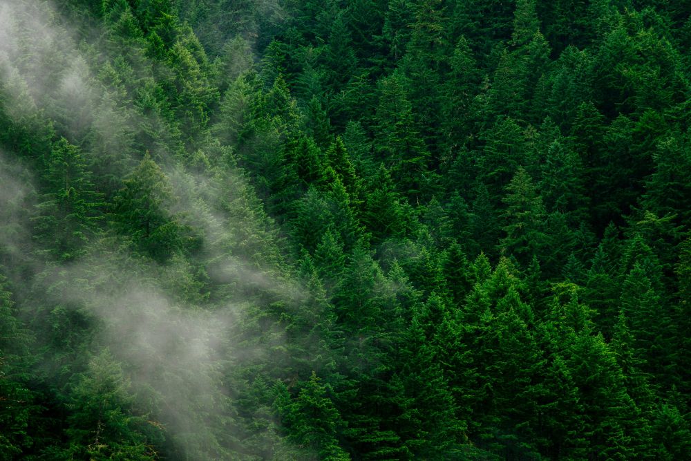 Aerial shot of a green woodland with mist. Credit Andrew Coelho, Unsplash