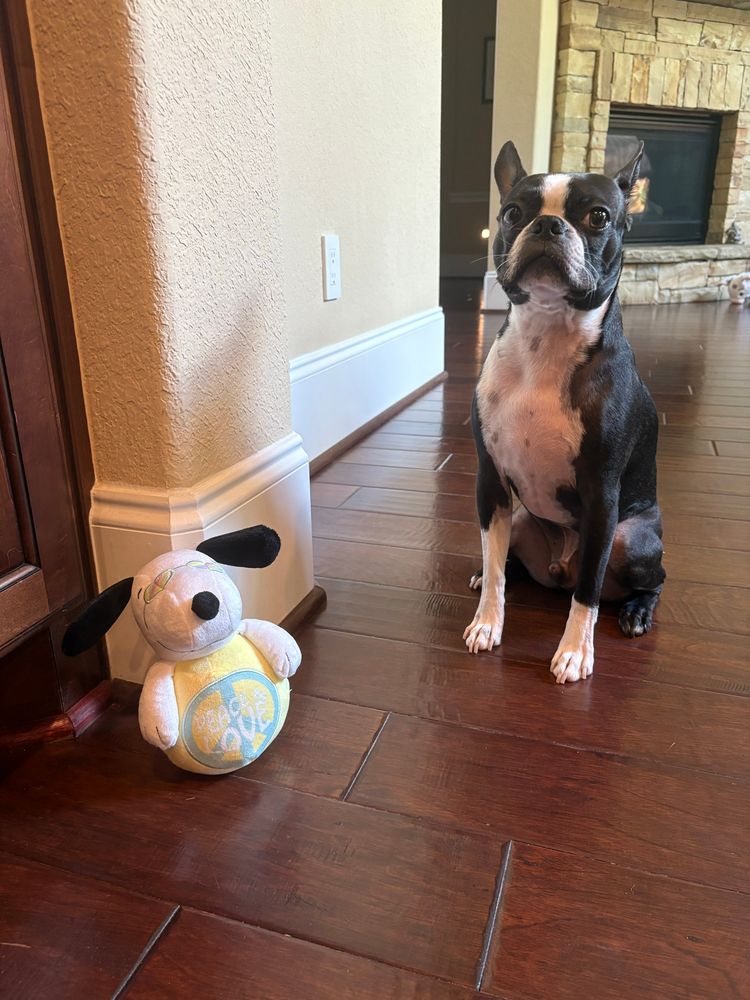 Boston terrier with snoopy toy