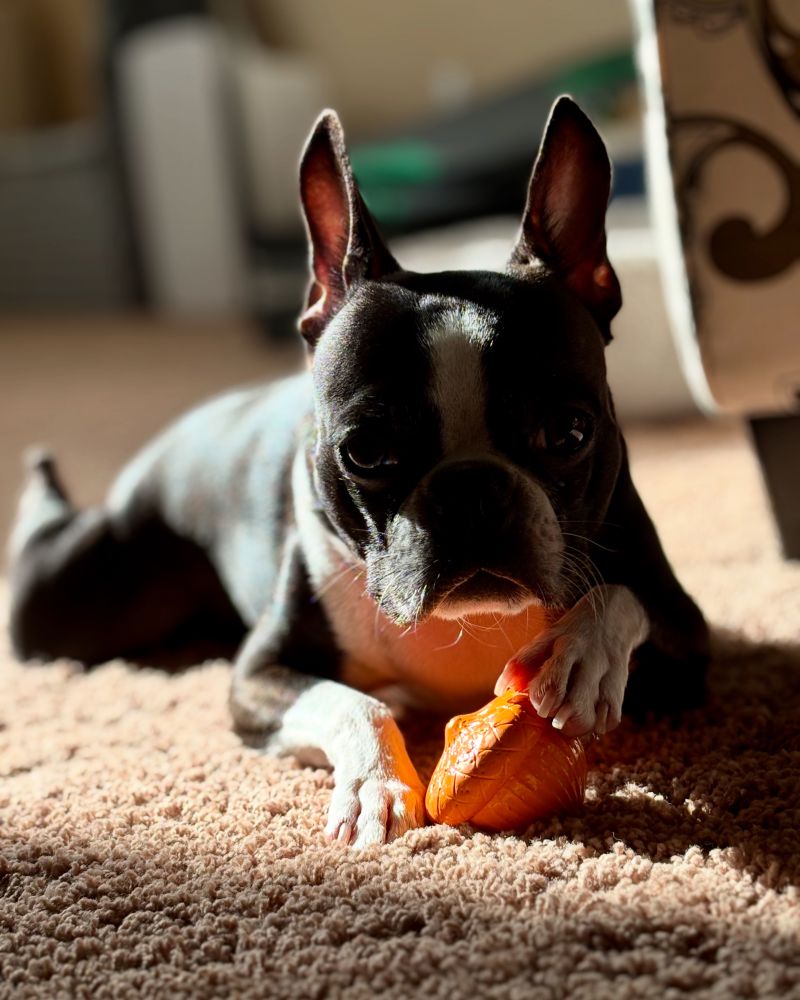 Boston terrier acorn toy