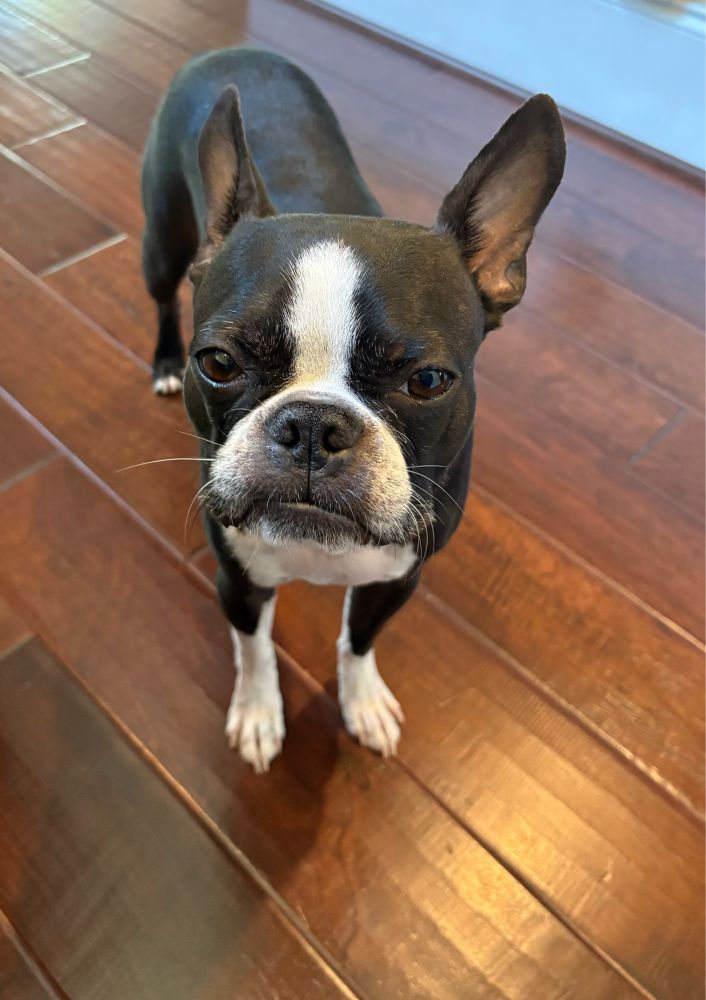 Boston terrier curled lip