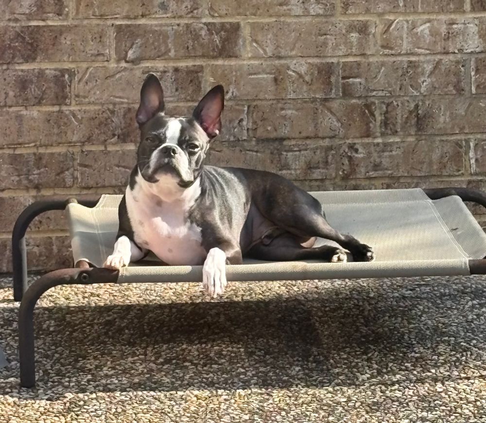 Boston terrier mister peanut 