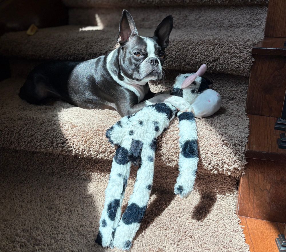 Boston terrier moo cow in sun
