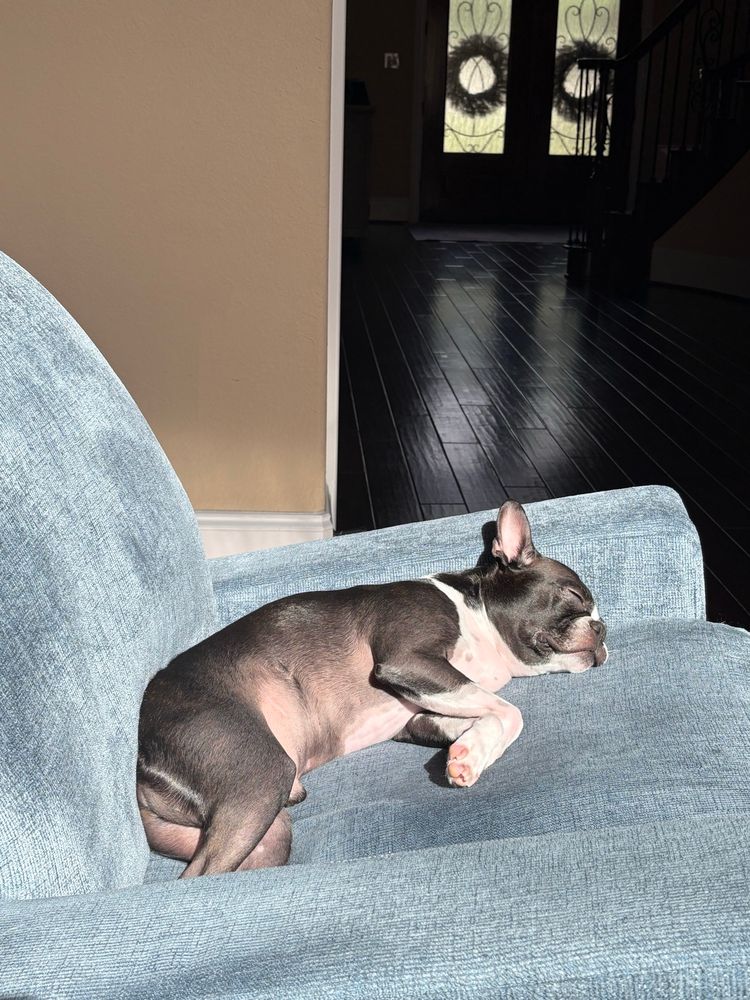 Boston terrier in the sunshine
