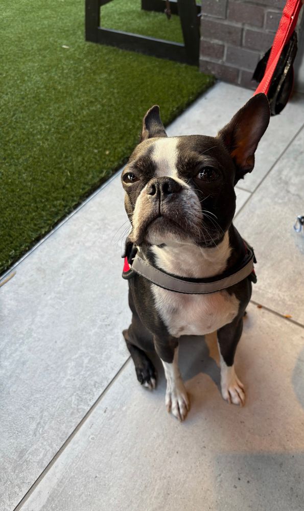 Boston terrier 