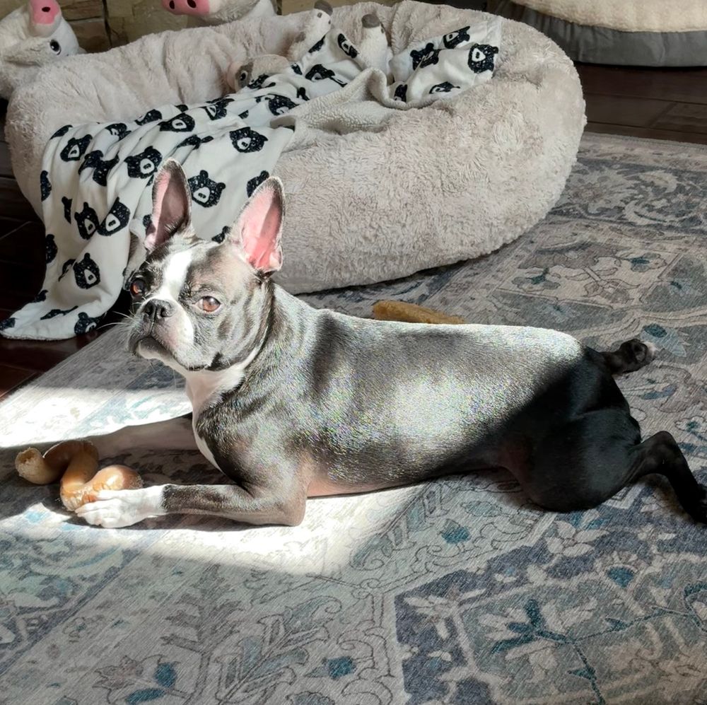 Boston terrier with frog legs