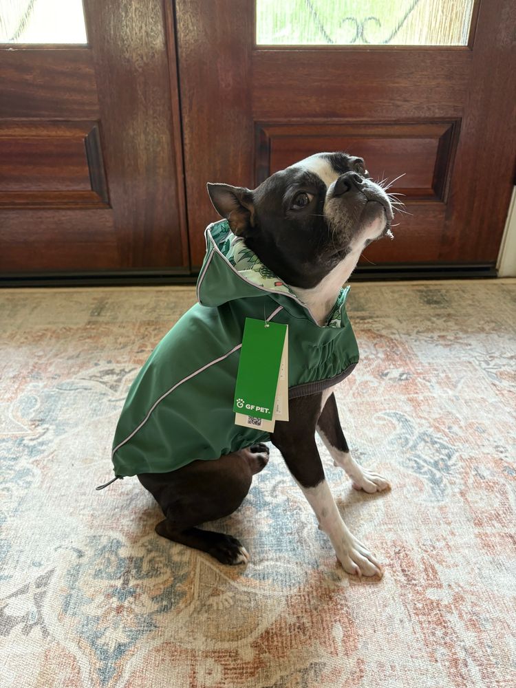 Boston terrier raincoat 