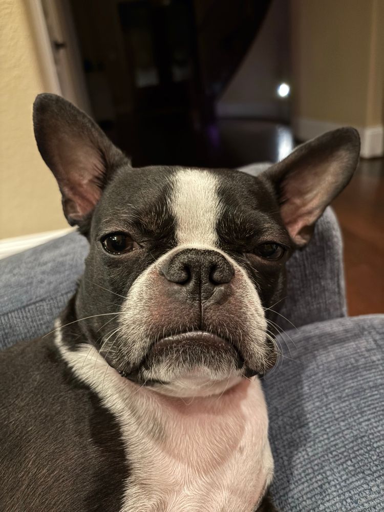 Boston terrier grumpy big bottom lip
