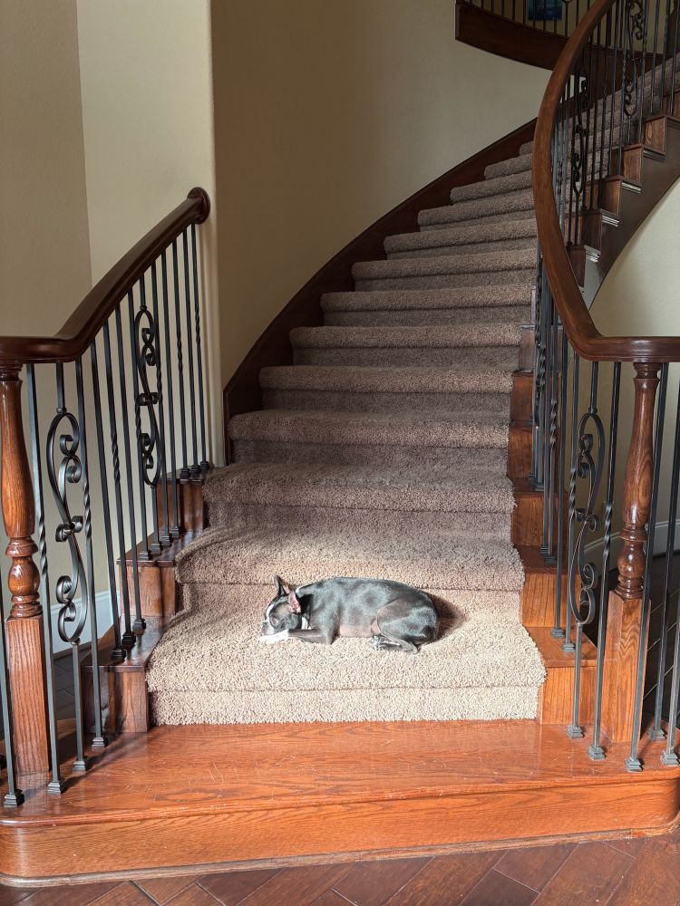 Boston terrier on the stairs