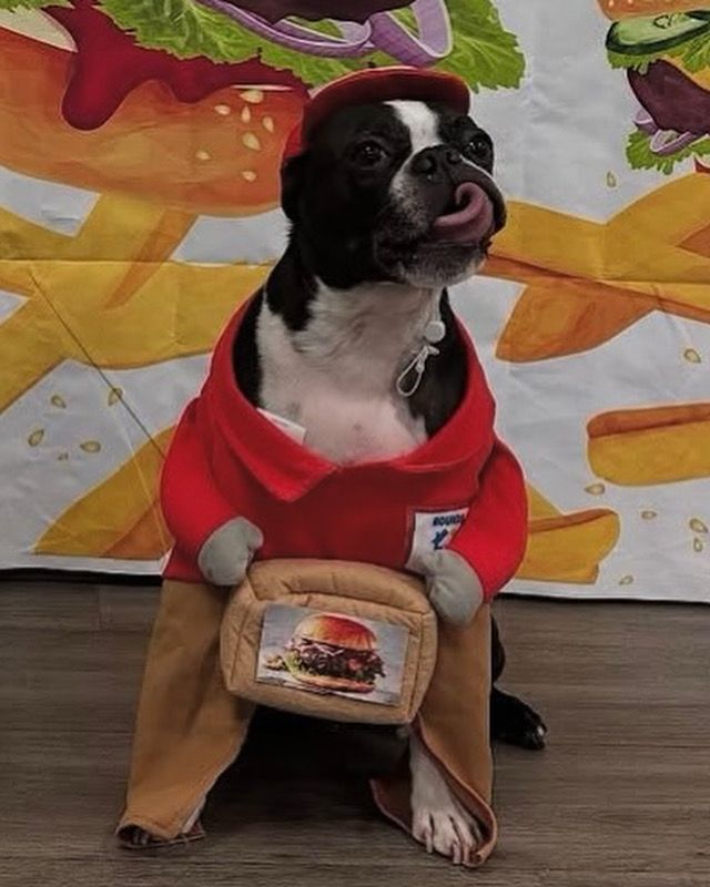 Boston terrier burger day